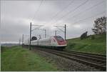 Die Kurven bei Auvernier eignen sich gut, die Neigungen der Neigezüge zu fotografieren: Ein SBB ICN RABDe 500 ist auf dem Weg in Richtung Biel/Bienne.

8. Okt. 2025